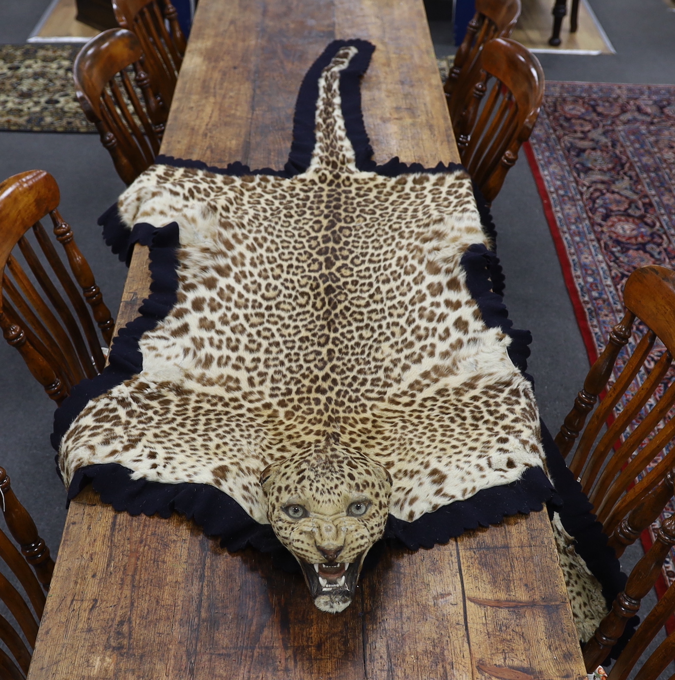 Taxidermy: Indian Leopard Skin Rug (Panthera pardus fusca), late 1930s, by Van Ingen & Van Ingen, Taxidermist's, Mysore, India, stencilled inventory no.22681, 199cm long